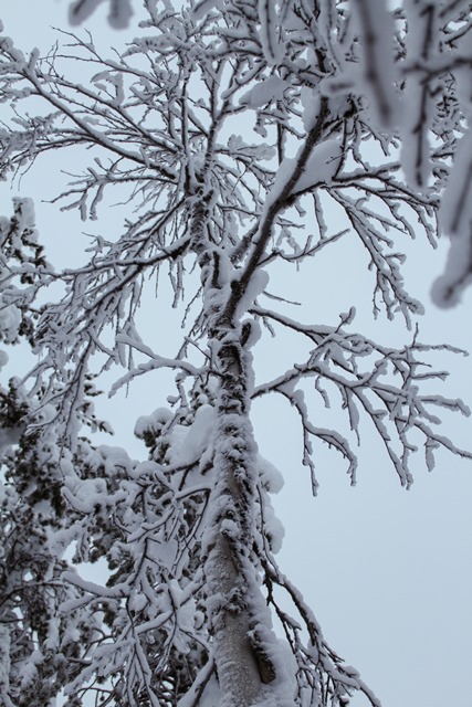 Joy in wintersleep