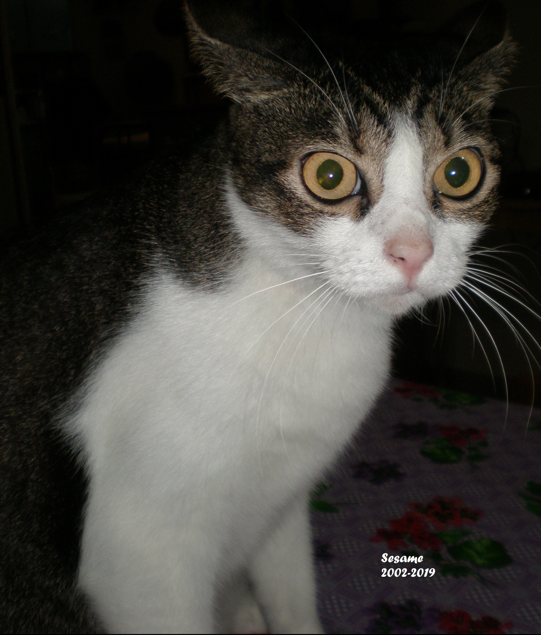 Sesame 2002-2019